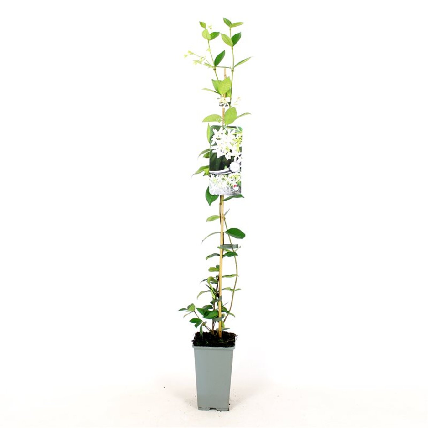 Stjärnjasmine – Trachelospermum jasminoides - C2 80-100 CM Stick